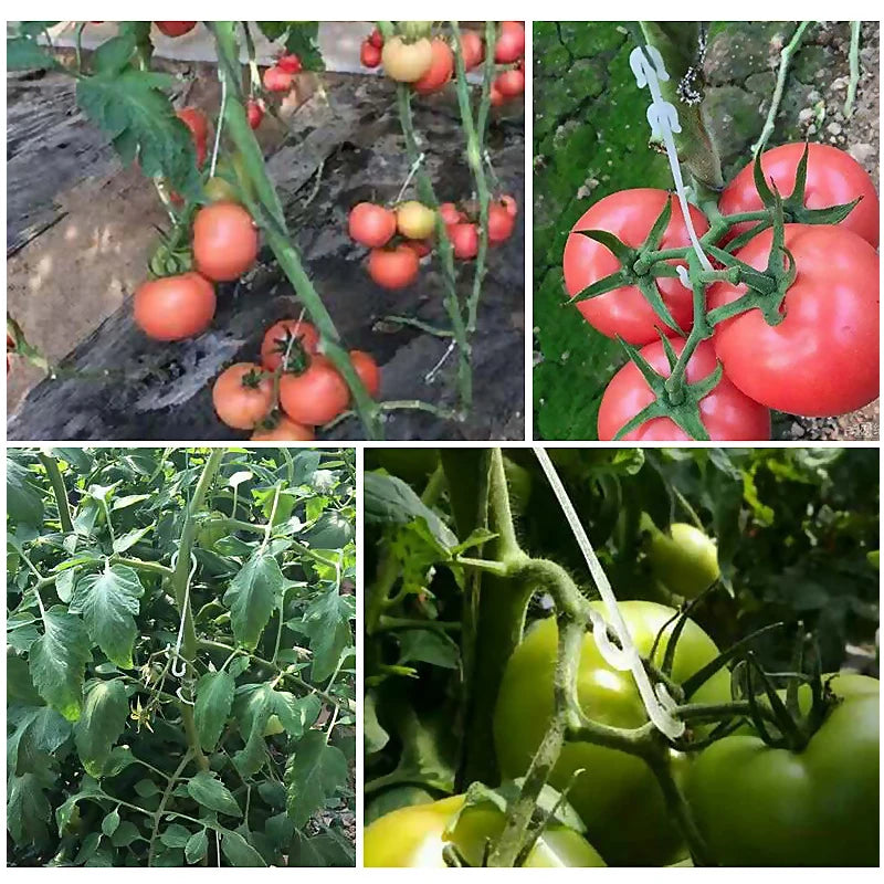 50pcs J-Shaped Fruit Cherry Tomato Ear Hook: Garden Plant Grape Support Vines Fastener Clips - Trellis Fixed Buckle Hook Included