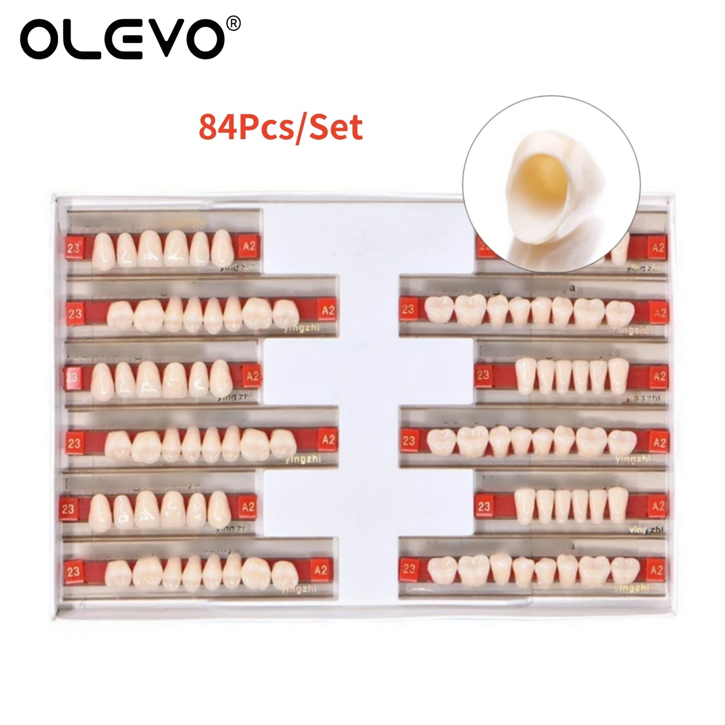 84PCS Dental Acrylic Resin Denture Teeth Set – Full Mouth Upper & Lower False Teeth Model (A1/A2/A3, S/M/L Sizes)