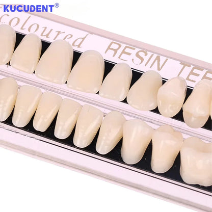 28-Teeth Resin Denture Set – Synthetic Dental Teaching Model for Education, Training & Permanent Teeth Practice Material