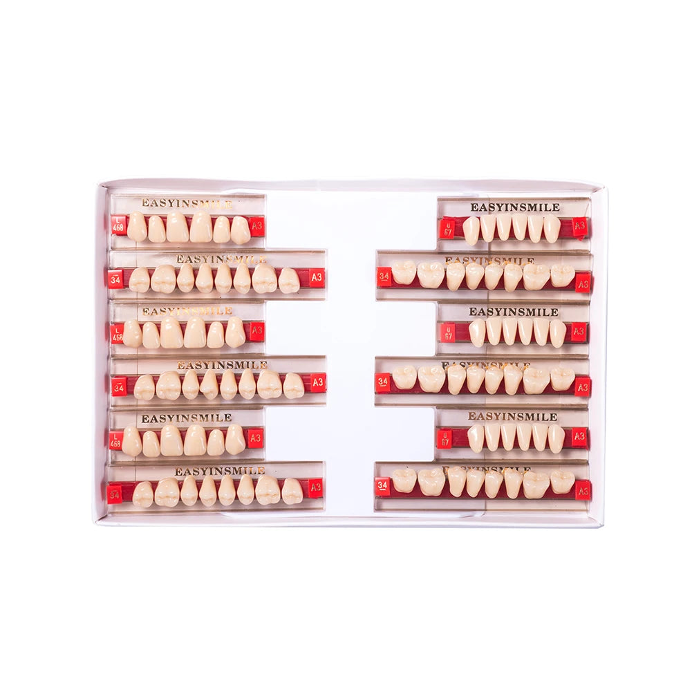 16/12 Set Dental Denture Teeth Model Kit, Upper & Lower Anterior Synthetic Polymer Teeth A2 A3 for Dental Education & Training