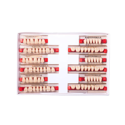 16/12 Set Dental Denture Teeth Model Kit, Upper & Lower Anterior Synthetic Polymer Teeth A2 A3 for Dental Education & Training