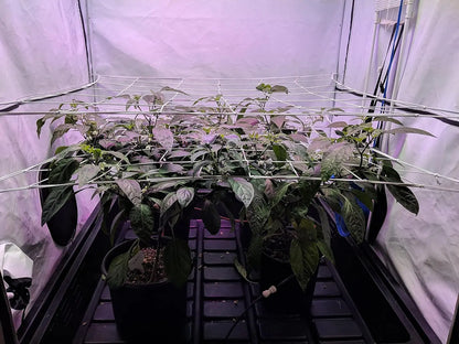 4'' Mesh Trellis Netting for Grow Tents – Elastic ScrOG/LST/HST Plant Support with Hooks, Grow Box Kit for Low Stress Training