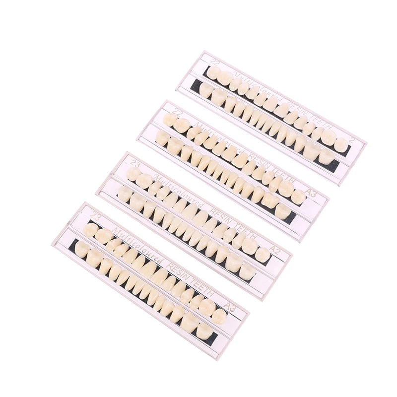 Dental Teeth Teaching Model – Professional Oral Care Training & Dental Material Tool