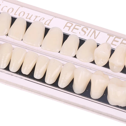 Dental Teeth Teaching Model – Professional Oral Care Training & Dental Material Tool