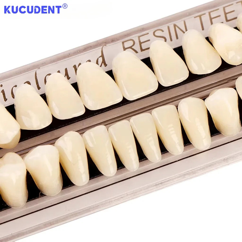 28-Teeth Resin Denture Set – Synthetic Dental Teaching Model for Education, Training & Permanent Teeth Practice Material