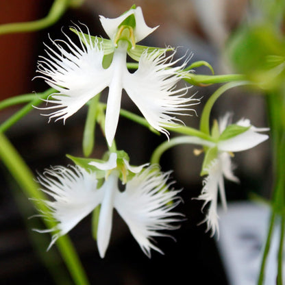 22Habenaria Radiata Orchid - Elegant White Crane Flower