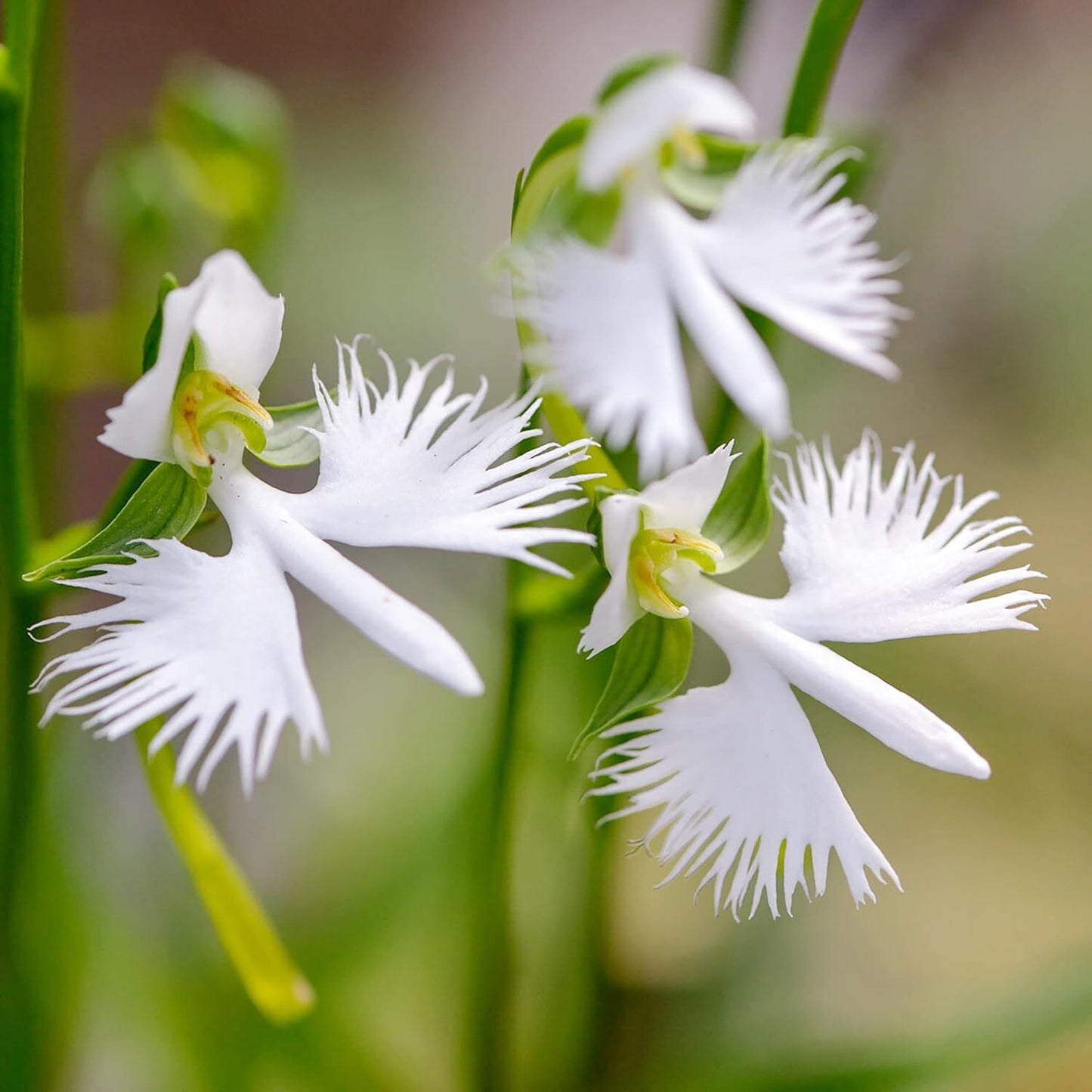 22Habenaria Radiata Orchid - Elegant White Crane Flower