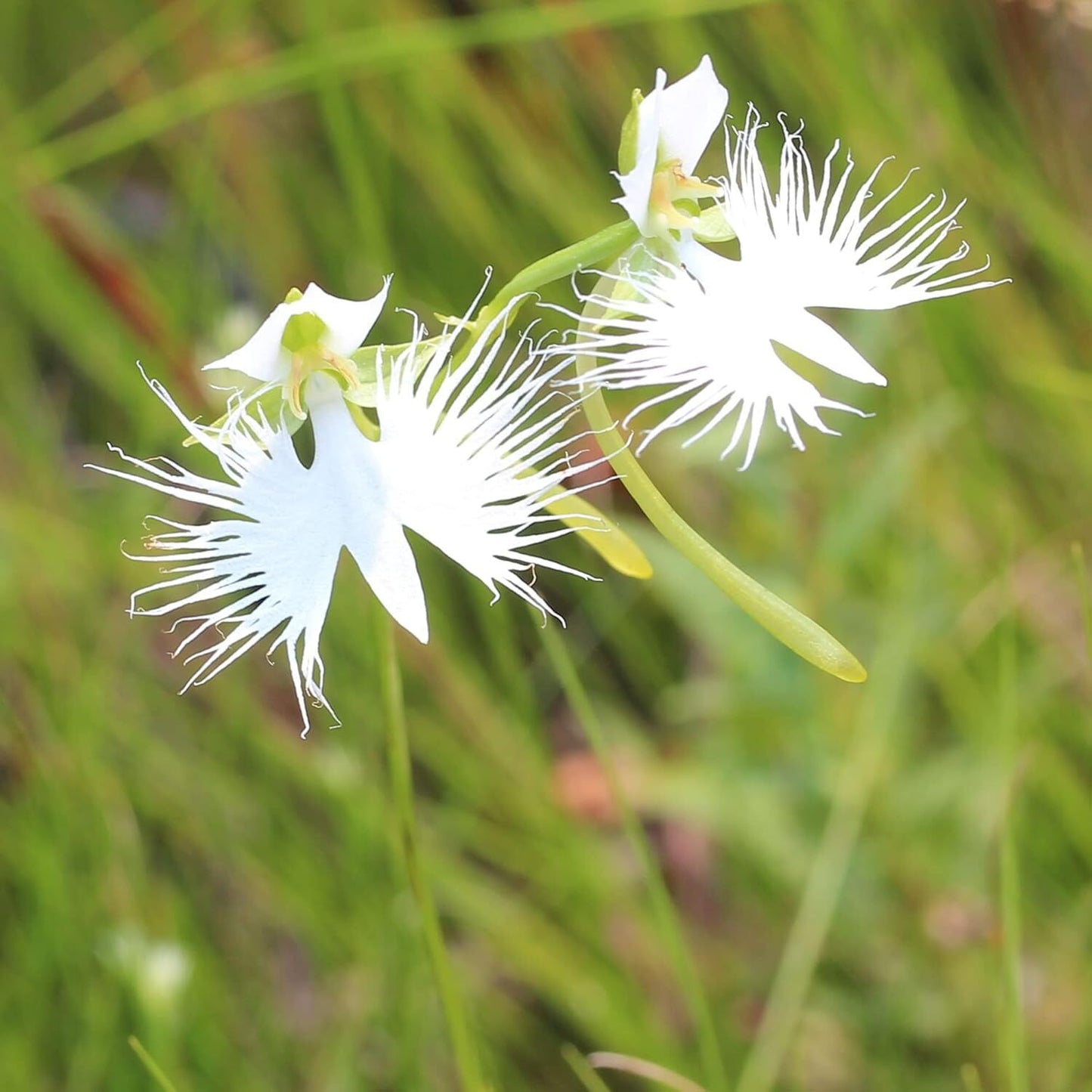 22Habenaria Radiata Orchid - Elegant White Crane Flower