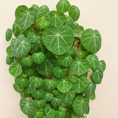 Dried Rattan Plant - Sacred Prayer Plant for Home Decoration, Brings Good Luck and Prosperity, Evergreen All Year Round