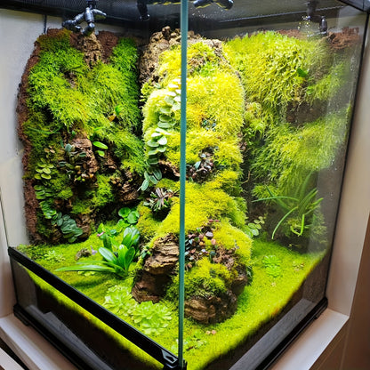 Living Moss Carpet with Moss Spore Powder - Immortal Micro Landscape Rockery Plants for Home and Garden