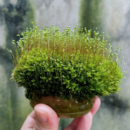Living Moss Carpet with Moss Spore Powder - Immortal Micro Landscape Rockery Plants for Home and Garden